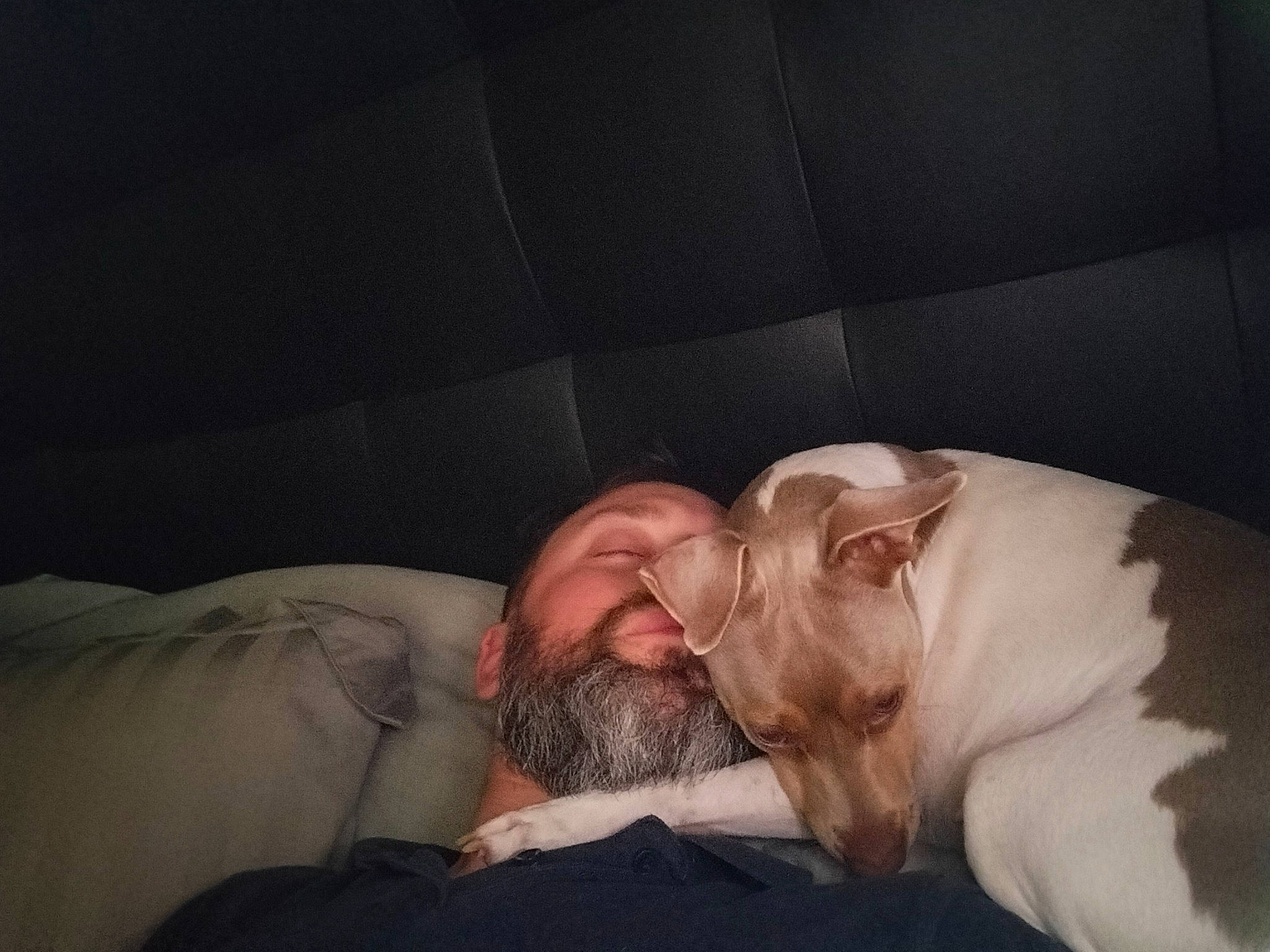 P'Rhune a rejoint le concours — aidez-le/la à gagner de superbes lots ! beard, carnivore, comfort, companion_dog, dog, dog_breed, ear, eyelash, facial_hair, flesh, fur, gesture, head, human_leg, jaw, linens, nose, snout, whiskers, wrinkle