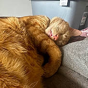 Zuko joined the competition — help win amazing prizes! cat, orange_cat, sleeping, curled_up, fur, pet, domestic_animal, whiskers, tongue_out, cozy, blanket, indoor, resting, cute, feline, closeup, relaxing, soft_texture, animal, nap