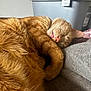 cat, orange_cat, sleeping, curled_up, fur, pet, domestic_animal, whiskers, tongue_out, cozy, blanket, indoor, resting, cute, feline, closeup, relaxing, soft_texture, animal, nap