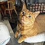 cat, orange_tabby, whiskers, indoor, curious, pet, feline, glass_surface, reflection, wooden_chair, cushion, home, domestic_animal, close_up, fur, animal, looking_up, collar, floor, window