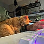 Zuko is registered to the contest to win money with this photo: cat, orange_cat, sleeping, person, arm, keyboard, typing, indoor, computer, desk, hand, watch, sleeve, casual_clothing, shelf, lamp, tank, electronics, relaxation, cozy