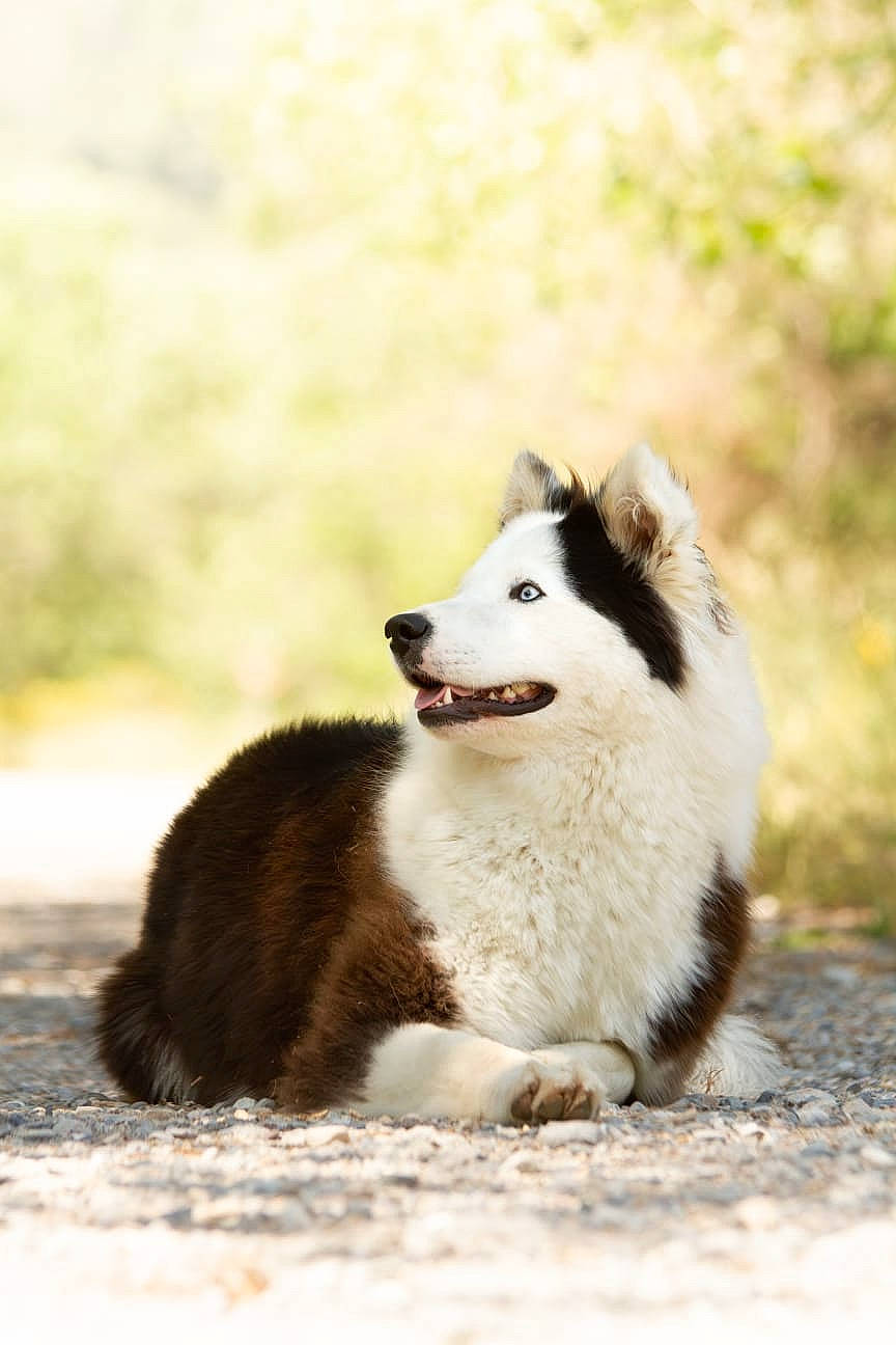Naya participe au concours pour gagner de l'argent avec cette photo : canis, carnivore, companion_dog, dog, dog_breed, fur, herding_dog, non_sporting_group, sled_dog, snout, terrestrial_animal, wildlife, working_animal, working_dog