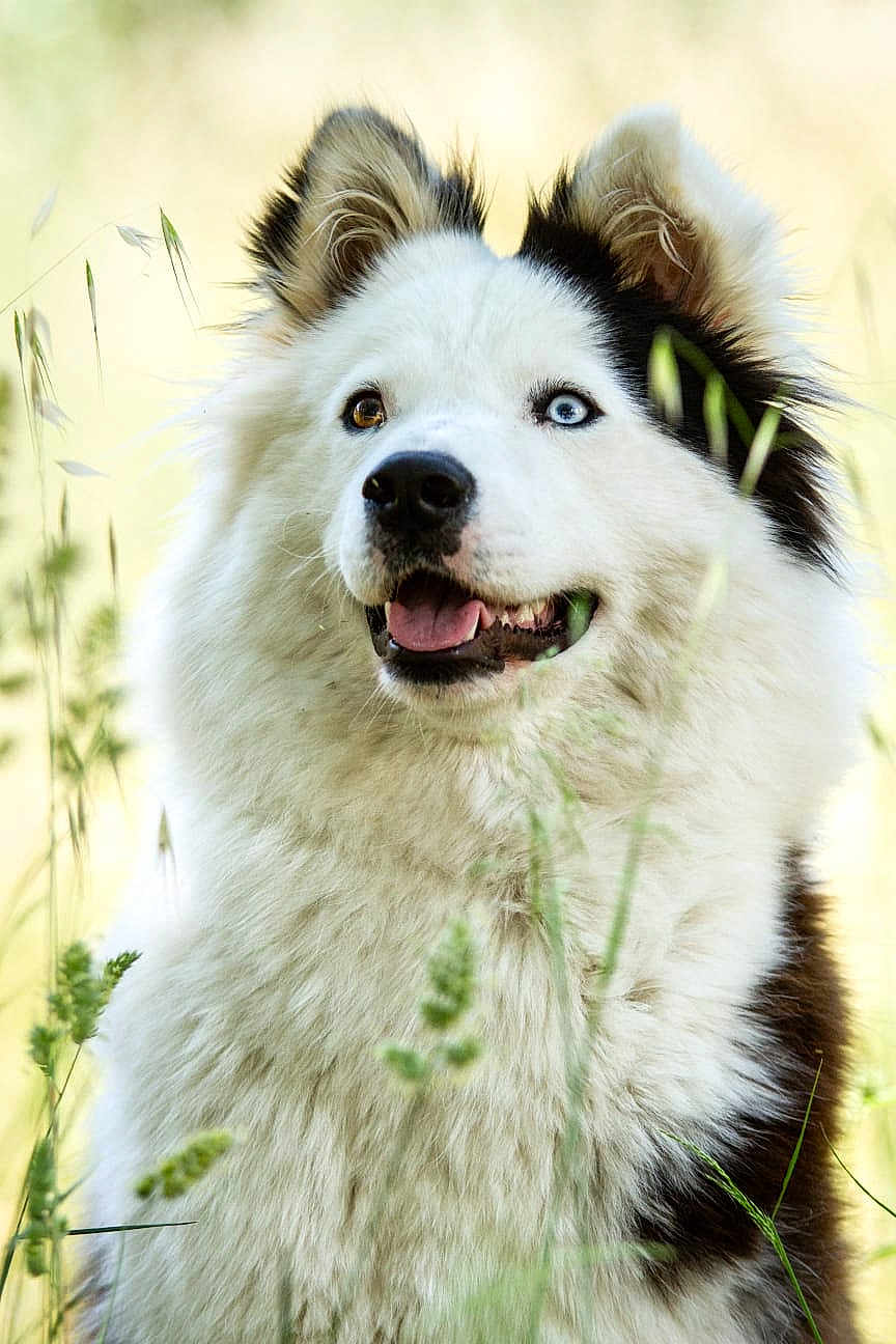 Naya