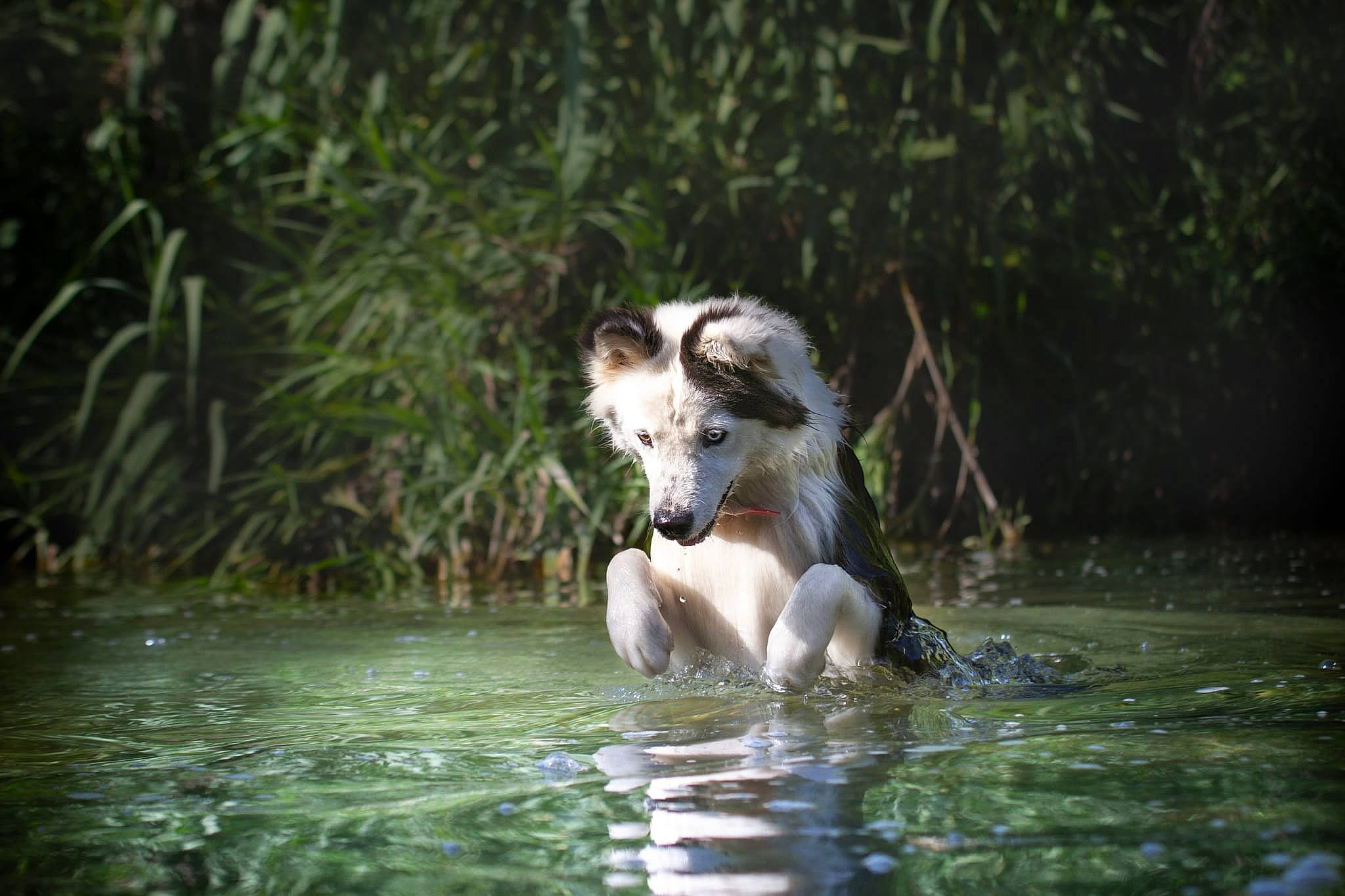 Naya participe au concours pour gagner de l'argent avec cette photo : canidae, carnivore, companion_dog, dog, dog_breed, fawn, forest, grass, jungle, lake, leisure, plant, recreation, snout, sporting_group, tree, water, watercourse, wildlife, working_animal