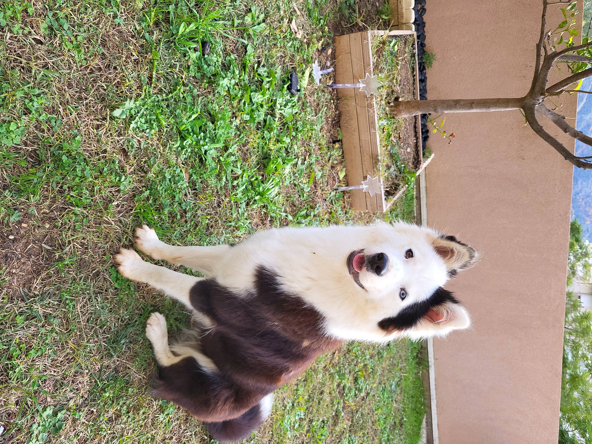 Naya participe au concours pour gagner de l'argent avec cette photo : canidae, carnivore, companion_dog, dog, dog_breed, fawn, fur, grass, non_sporting_group, pet_supply, plant, snout, sporting_group, tail, terrestrial_animal, tree, whiskers, wildlife, working_animal, working_dog