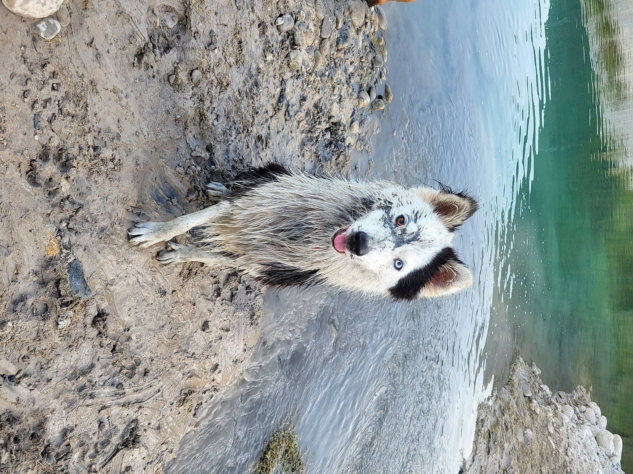 Naya participe au concours pour gagner de l'argent avec cette photo : canidae, carnivore, common_opossum, dog_breed, eye, fur, lake, opossum, plant, snout, soil, terrestrial_animal, tree, trunk, virginia_opossum, water, whiskers, wildlife, wood