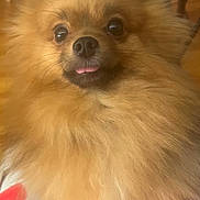 Amber is registered to the contest to win money with this photo: adorable, animal, brown_fur, close_up, companion, cute, dog, domestic_animal, face, fluffy, fur, indoor, looking_at_camera, mammal, pet, pomeranian, portrait, small_dog, tongue_out, whiskers