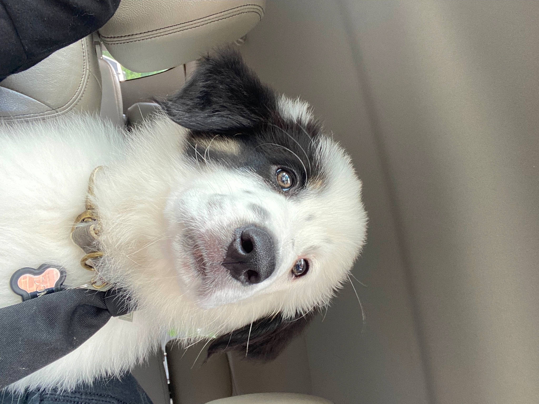 Domino joined the competition — help win amazing prizes! ball, border_collie, canidae, carnivore, companion_dog, dog, dog_breed, eyelash, fur, non_sporting_group, paw, puppy, snout, sporting_group, sports_equipment, whiskers, working_animal, working_dog