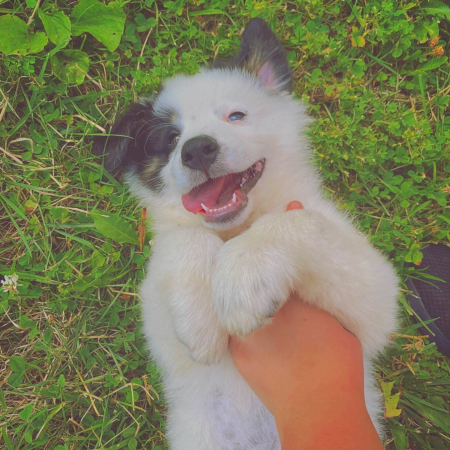 Domino is registered to the contest to win money with this photo: biting, canidae, carnivore, collar, companion_dog, dog, dog_breed, dog_collar, dog_supply, fang, fawn, fur, grass, indian_spitz, jaw, non_sporting_group, plant, snout, sporting_group, tail