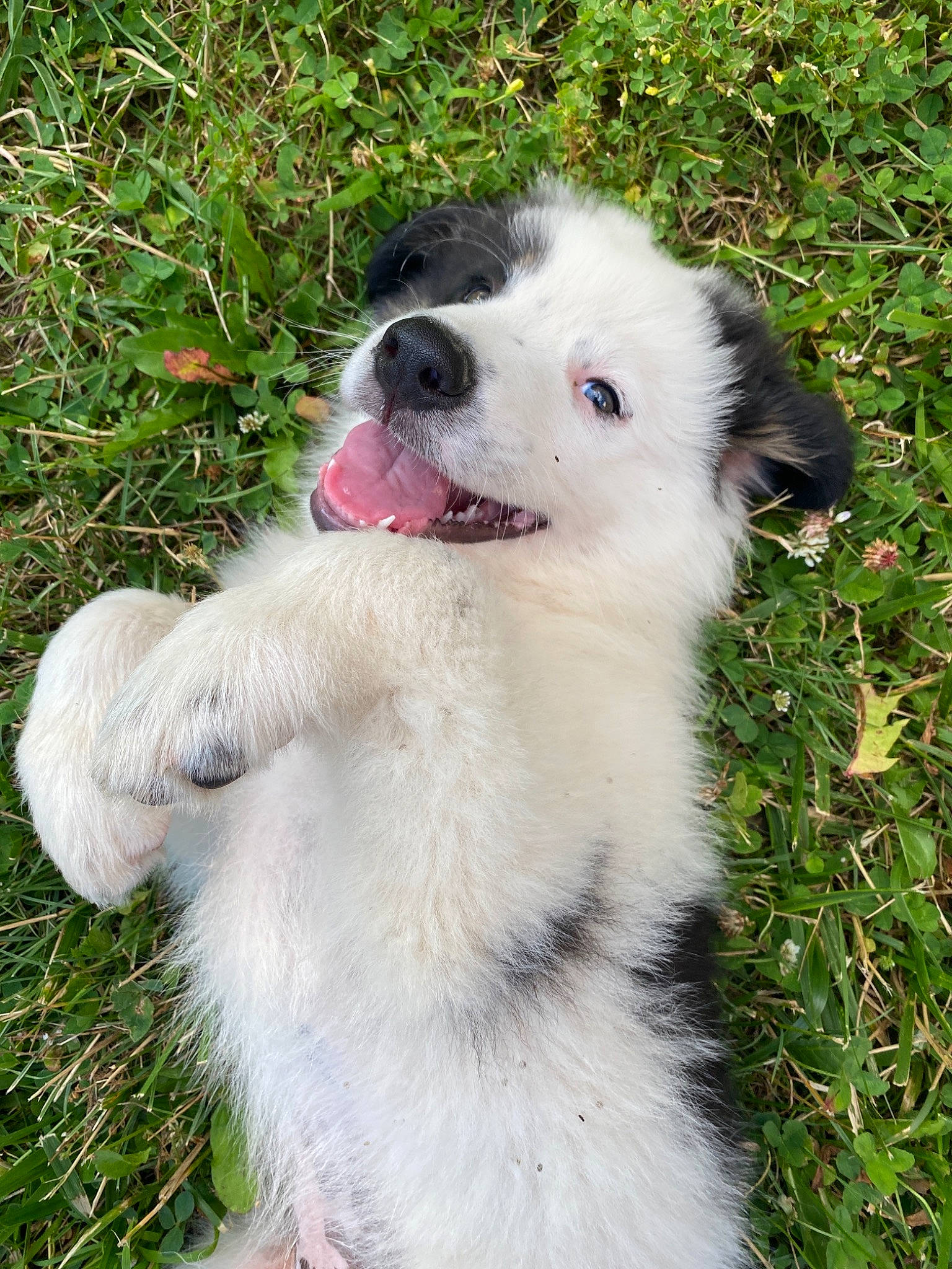 Domino joined the competition — help win amazing prizes! ancient_dog_breeds, canidae, carnivore, collar, companion_dog, dog, dog_breed, fang, fur, grass, non_sporting_group, plant, snout, sporting_group, tail, terrestrial_animal, whiskers, working_animal, working_dog