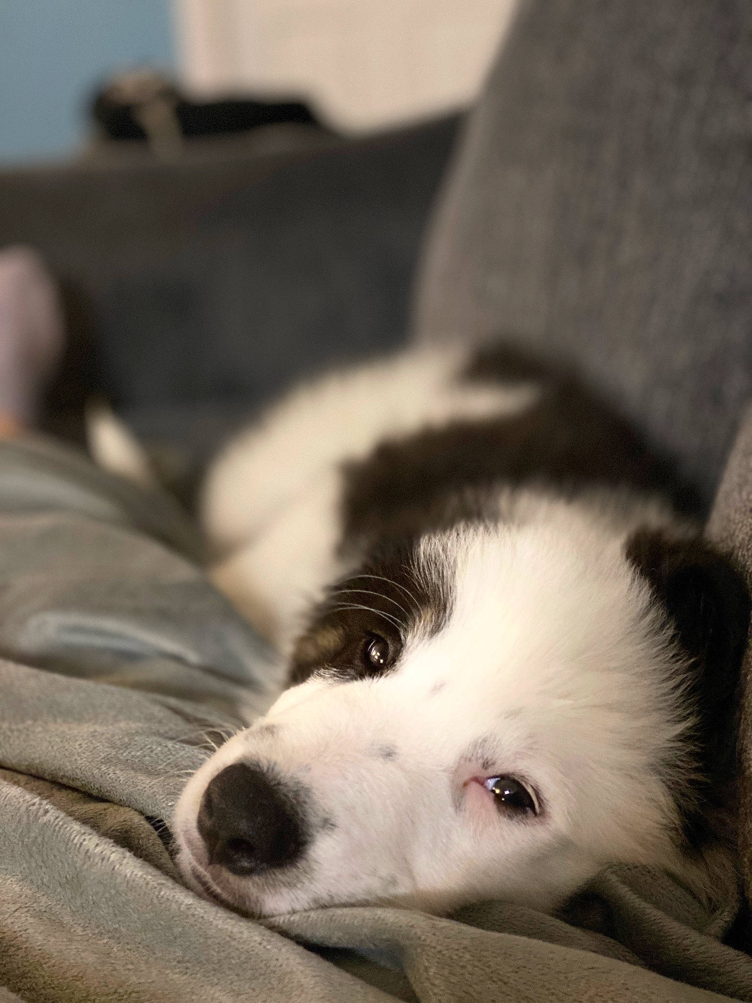 Domino joined the competition — help win amazing prizes! border_collie, bored, canidae, carnivore, comfort, companion_dog, dog, dog_breed, fur, herding_dog, non_sporting_group, puppy, sporting_group, terrestrial_animal, whiskers, working_animal, working_dog