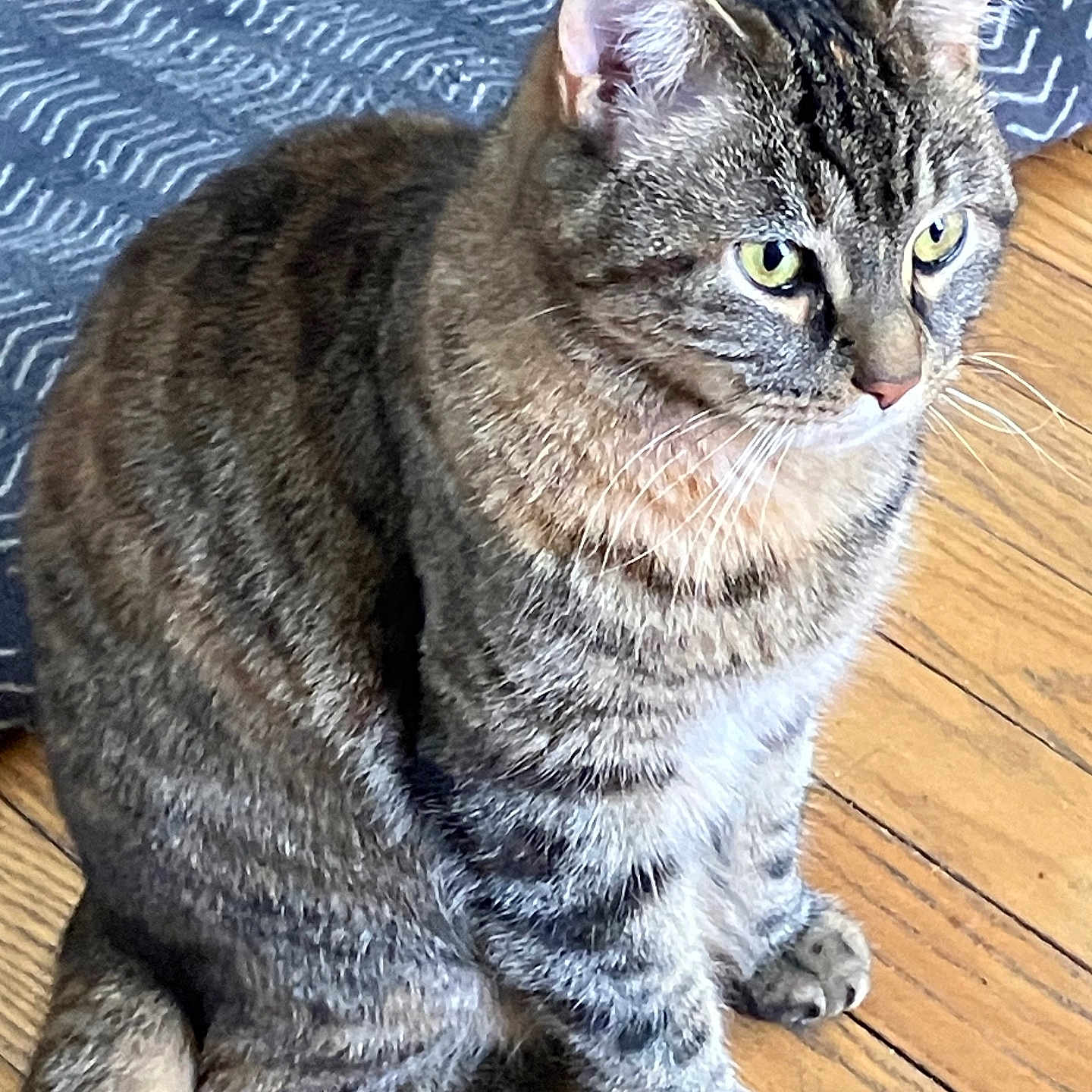 Luna Moonlight joined the competition — help win amazing prizes! abyssinian, animal, cat, egyptiancat, hardwood, indoors, interiordesign, kitten, manx, pet, stainedwood, wood