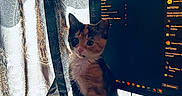 Bambi joined the competition — help win amazing prizes! cat, kitten, calico, desk, papers, notebook, pen, computer_screen, webcam, curtains, natural_light, home_office, indoor, window, patterned_curtains, paperwork, technology, pet, curious, feline