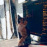 calico, cat, computer_screen, curious, curtains, desk, feline, home_office, indoor, kitten, natural_light, notebook, papers, paperwork, patterned_curtains, pen, pet, technology, webcam, window