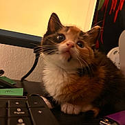 Bambi is registered to the contest to win money with this photo: kitten, calico, cat, indoor, keyboard, desk, lighter, curious, pet, animal, feline, closeup, whiskers, paw, computer, technology, warm_light, black_surface, orange_fur, white_fur