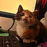 animal, black_surface, calico, cat, closeup, computer, curious, desk, feline, indoor, keyboard, kitten, lighter, orange_fur, paw, pet, technology, warm_light, whiskers, white_fur