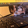 Bambi is registered to the contest to win money with this photo: kitten, calico, sleeping, keyboard, computer, screen, technology, indoor, close_up, cute, pet, animal, feline, resting, workstation, monitor, keys, black, orange, white