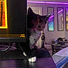Bambi is registered to the contest to win money with this photo: kitten, cat, computer_monitor, paw, desk, purple_lighting, indoor, room, furniture, couch, water_bottle, framed_pictures, curious, pet, domestic_animal, whiskers, black_and_white_cat, reflection, cozy, home