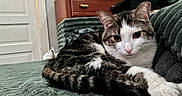 Bambi And Johnny joined the competition — help win amazing prizes! animal, bed, blanket, cat, closeup, curious, cute, domestic_animal, feline, fur, furniture, home_interior, indoor, nightstand, paws, pet, relaxing, resting, tabby_cat, whiskers