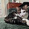Bambi And Johnny joined the competition — help win amazing prizes! cat, tabby_cat, pet, animal, indoor, bed, blanket, feline, resting, cute, domestic_animal, fur, whiskers, paws, closeup, relaxing, home_interior, furniture, nightstand, curious