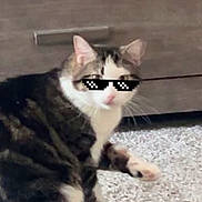 Bambi And Johnny joined the competition — help win amazing prizes! cat, tabby, sunglasses, pixelated, carpet, indoor, furniture, dresser, pet, animal, cute, sitting, whiskers, ears, paw, funny, home, floor, domestic, relaxed