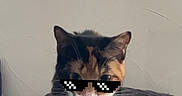 Bambi And Johnny joined the competition — help win amazing prizes! cat, calico_cat, sunglasses, pixelated, indoor, blanket, pillow, pet, animal, cute, funny, walking, feline, cozy, home, fur, whiskers, face, cool, humor