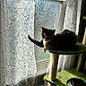 Bambi And Johnny is registered to the contest to win money with this photo: cat, calico_cat, cat_tree, window, curtain, light_reflection, indoor, pet, feline, stretching, sunlight, sheer_curtain, green, relaxing, cozy, home, animal, playful, shadow, pattern