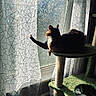 cat, cat_tree, window, curtain, sunlight, shadow, indoor, paw, pattern, texture, relaxing, feline, pet, home, cozy, daylight, animal, resting, colorful, silhouette