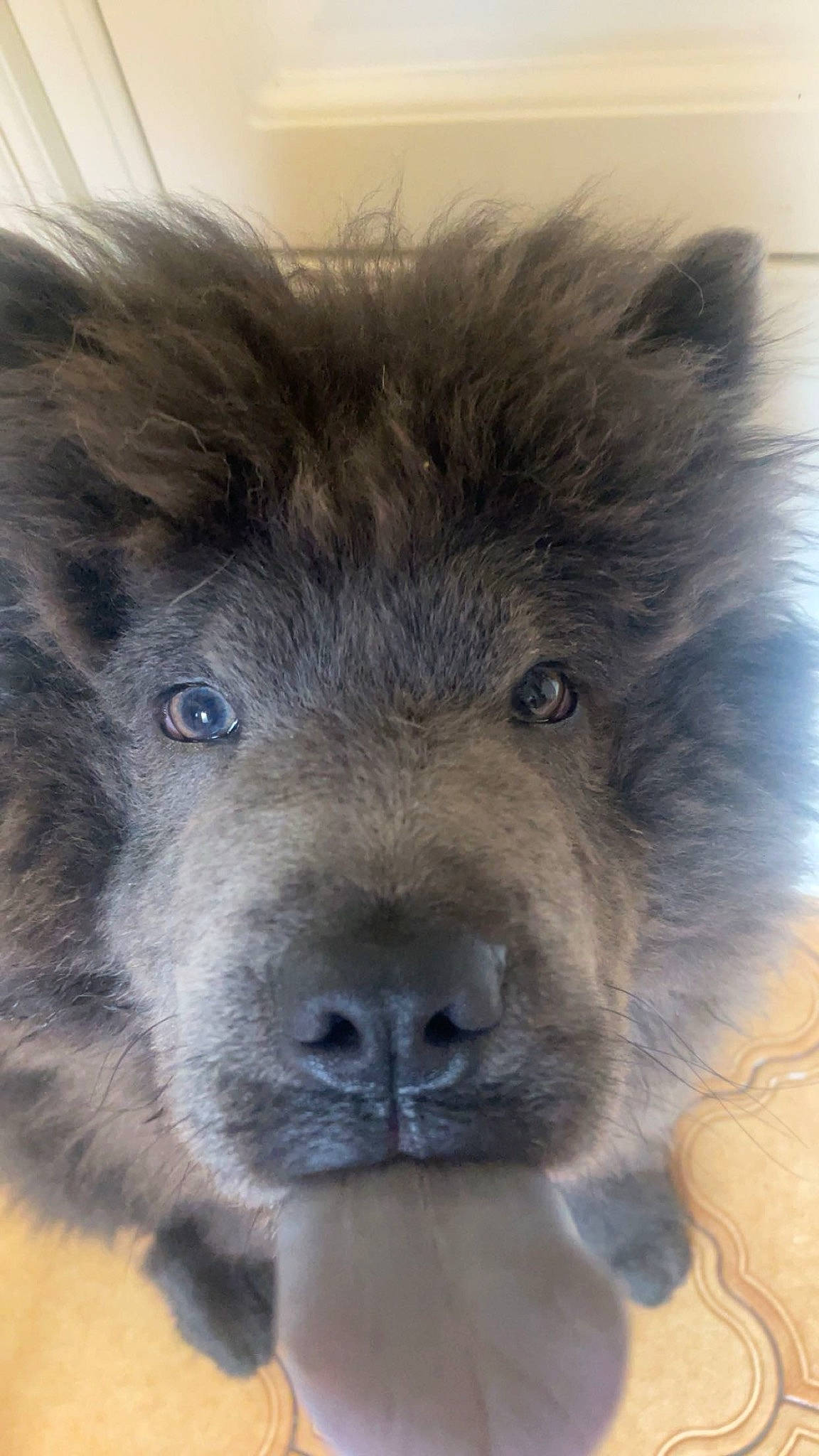 Vinnie is registered to the contest to win money with this photo: ancient_dog_breeds, canidae, carnivore, companion_dog, dog, dog_breed, fur, giant_dog_breed, liver, snout, sporting_group, terrestrial_animal, whiskers, working_animal