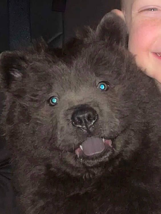 Vinnie joined the competition — help win amazing prizes! canidae, carnivore, companion_dog, dog, dog_breed, dog_collar, fawn, fur, giant_dog_breed, liver, non_sporting_group, puppy, snout, sporting_group, terrestrial_animal, toy_dog, whiskers, working_animal