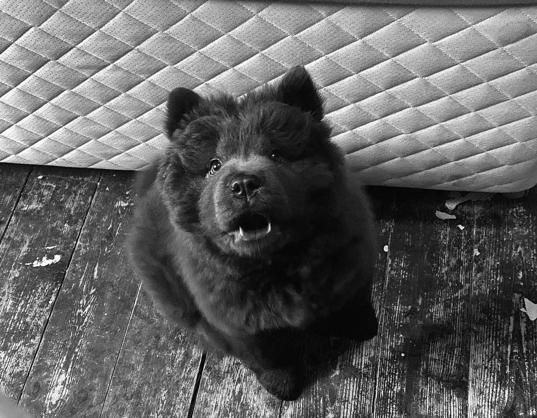 Vinnie is registered to the contest to win money with this photo: automotive_tire, automotive_wheel_system, black_and_white, canidae, carnivore, dog_breed, felidae, flash_photography, fur, grey, monochrome, monochrome_photography, sporting_group, stock_photography, style, symmetry, terrestrial_animal, tints_and_shades, whiskers, wood