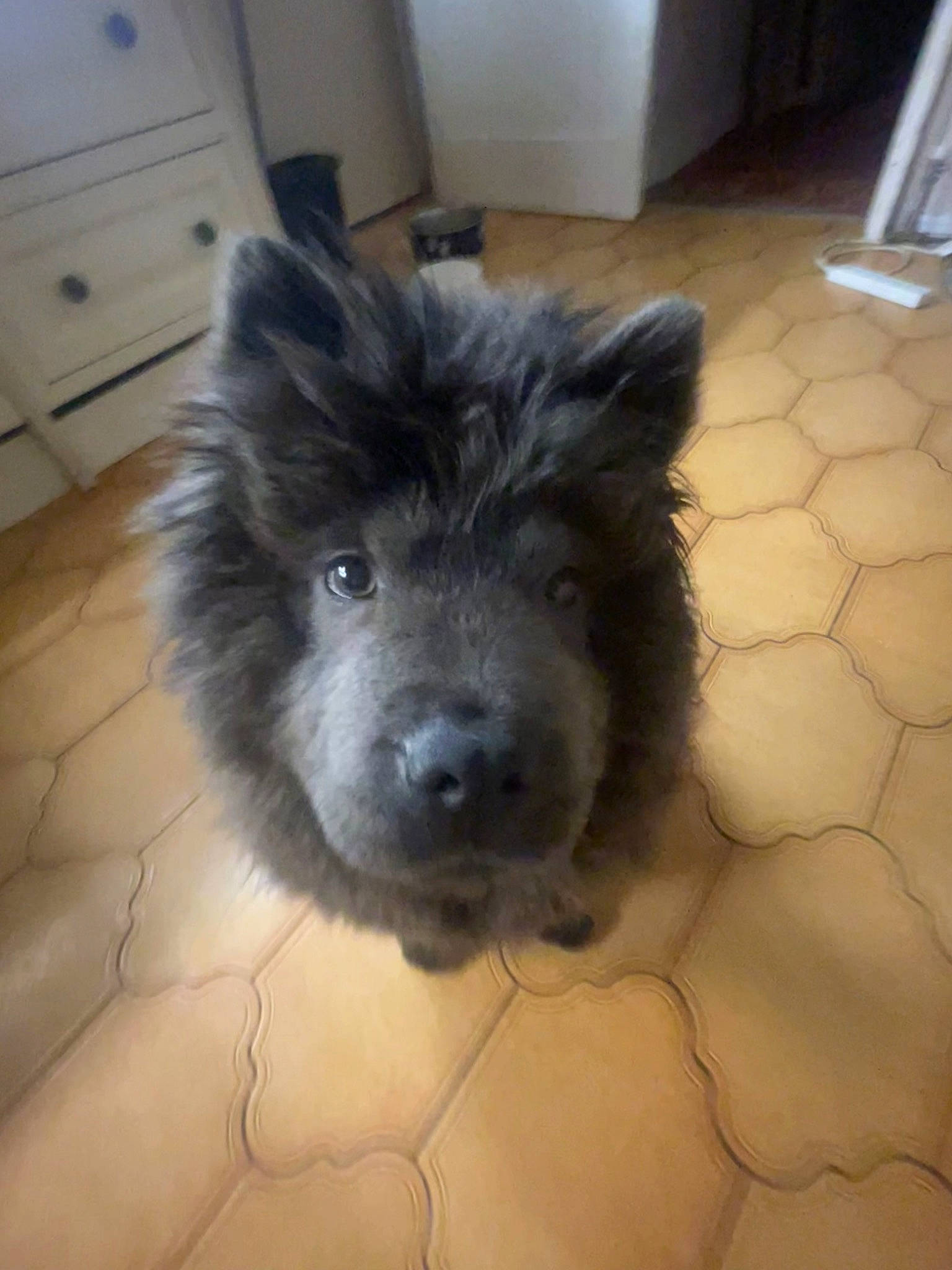 Vinnie is registered to the contest to win money with this photo: cabinetry, canidae, carnivore, chest_of_drawers, companion_dog, cupboard, dog, dog_breed, drawer, flooring, fur, hardwood, herding_dog, paw, small_terrier, sporting_group, terrier, toy_dog, whiskers, working_animal