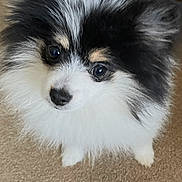 Eddy joined the competition — help win amazing prizes! dog, puppy, pomeranian, fluffy, black_and_white, pet, animal, carpet, cute, small_dog, portrait, indoor, face, fur, looking_up, mobile_screen, app_icons, phone_wallpaper, home_screen, digital