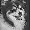 Eddy is registered to the contest to win money with this photo: dog, pomeranian, black_and_white, portrait, fluffy, happy, tongue_out, pet, animal, close_up, smiling, fur, studio, cute, face, headshot, domestic_animal, canine, friendly, signature