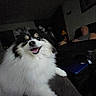 Eddy joined the competition — help win amazing prizes! dog, smiling, fluffy, indoor, couch, person, lamp, dark, happy, pet, living_room, furniture, fur, face, canine, relaxing, home, seated, black_and_white, portrait