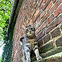 cat, tabby_cat, brick_wall, ivy, greenery, moss, outdoor, curious, animal, pet, feline, closeup, nature, leaf, texture, wall, young_cat, whiskers, ears, paws