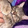 cat, tabby, sleeping, paw, fur, cozy, blanket, purple, hand, pet, cute, resting, nap, indoor, closeup, animal, feline, soft, comfort, relaxed
