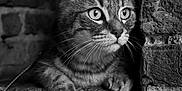 Laïko participe au concours pour gagner de l'argent avec cette photo : cat, tabby_cat, brick_wall, window, black_and_white, portrait, animal, fur, curious, whiskers, ears, paw, texture, close_up, pet, mammal, looking_out, resting, indoor, monochrome