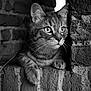 cat, tabby_cat, brick_wall, window, black_and_white, portrait, animal, fur, curious, whiskers, ears, paw, texture, close_up, pet, mammal, looking_out, resting, indoor, monochrome