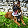 Leïka a rejoint le concours — aidez-le/la à gagner de superbes lots ! dog, canine, pet, grass, outdoor, stone_wall, bandana, harness, tongue_out, smiling, happy, brown_fur, black_fur, ears_up, collar, animal, nature, laying_down, muzzle, daylight