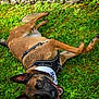 Leïka participe au concours pour gagner de l'argent avec cette photo : dog, grass, outdoor, animal, pet, playful, happy, canine, tongue_out, lying_down, harness, bandana, ears_up, greenery, stone_wall, daylight, nature, muzzle, fur, portrait