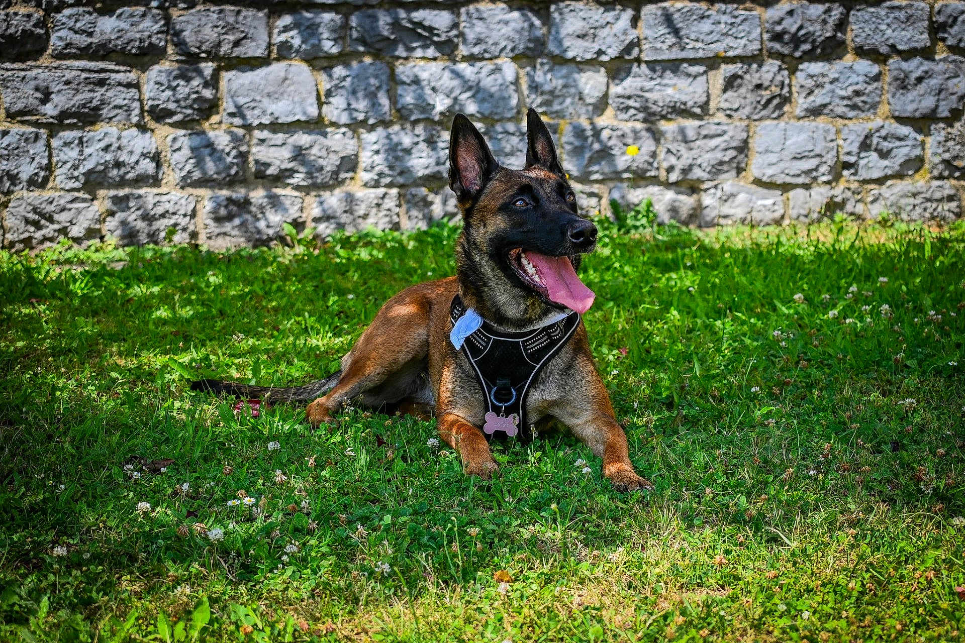 Leïka a rejoint le concours — aidez-le/la à gagner de superbes lots ! dog, canine, pet, animal, grass, outdoor, sunlight, stone_wall, happy, tongue, lying_down, nature, daytime, collar, harness, playful, muzzle, ears, greenery, relaxed