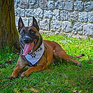 Leïka participe au concours pour gagner de l'argent avec cette photo : dog, animal, canine, pet, outdoor, grass, tree, bandana, tongue_out, happy, lying_down, nature, stone_wall, sunlight, ears_up, muzzle, collar, paw_print, summer, relaxed