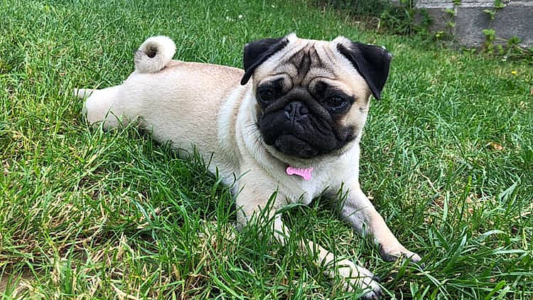 Nalia participe au concours pour gagner de l'argent avec cette photo : ancient_dog_breeds, canidae, carnivore, companion_dog, dog, dog_breed, fawn, grass, mammal, pug, puppy, rare_breed_dog, snout, sporting_group, toy_dog, vertebrate, wrinkle
