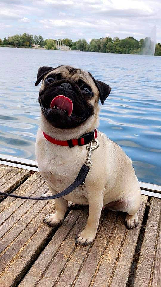 Nalia a rejoint le concours — aidez-le/la à gagner de superbes lots ! canidae, carnivore, collar, companion_dog, dog, dog_breed, dog_collar, fawn, mammal, pug, puppy, snout, sporting_group, toy_dog, vertebrate