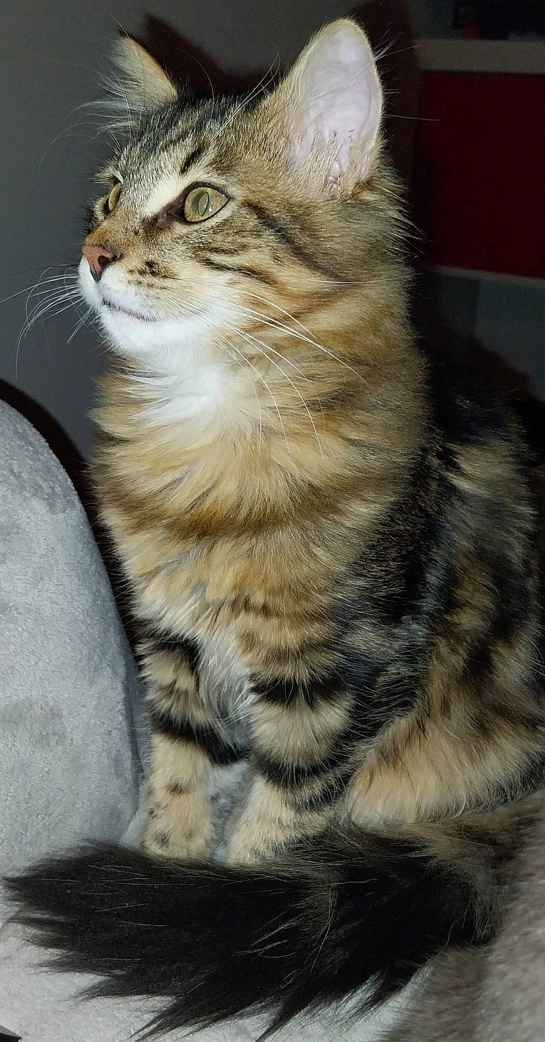 Tokyo participe au concours pour gagner de l'argent avec cette photo : carnivore, cat, claw, domestic_short_haired_cat, felidae, fur, paw, small_to_medium_sized_cats, snout, tail, terrestrial_animal, whiskers, wildlife