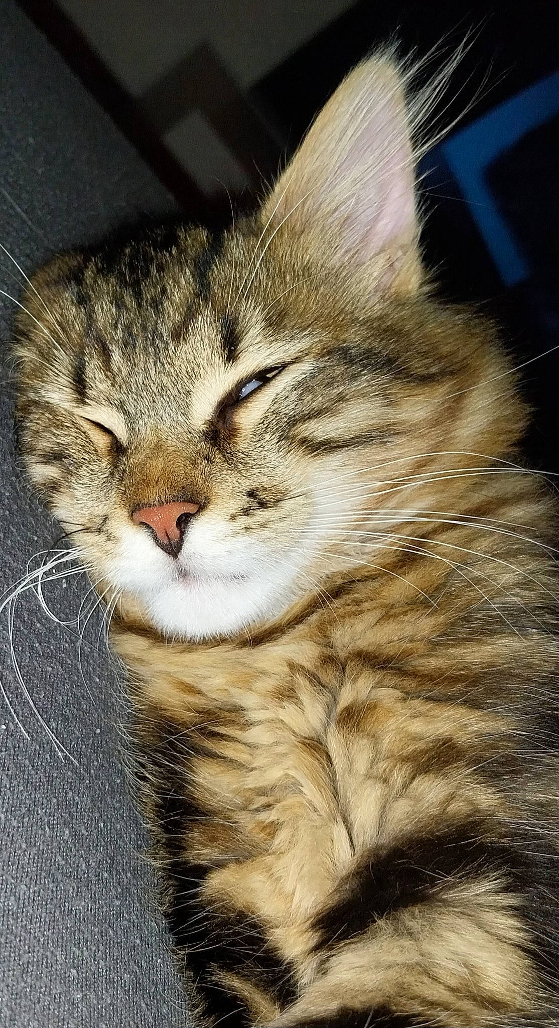 Tokyo a rejoint le concours — aidez-le/la à gagner de superbes lots ! carnivore, cat, claw, close_up, domestic_short_haired_cat, eye, fawn, felidae, fur, head, paw, small_to_medium_sized_cats, snout, tail, terrestrial_animal, tree, whiskers, wildlife