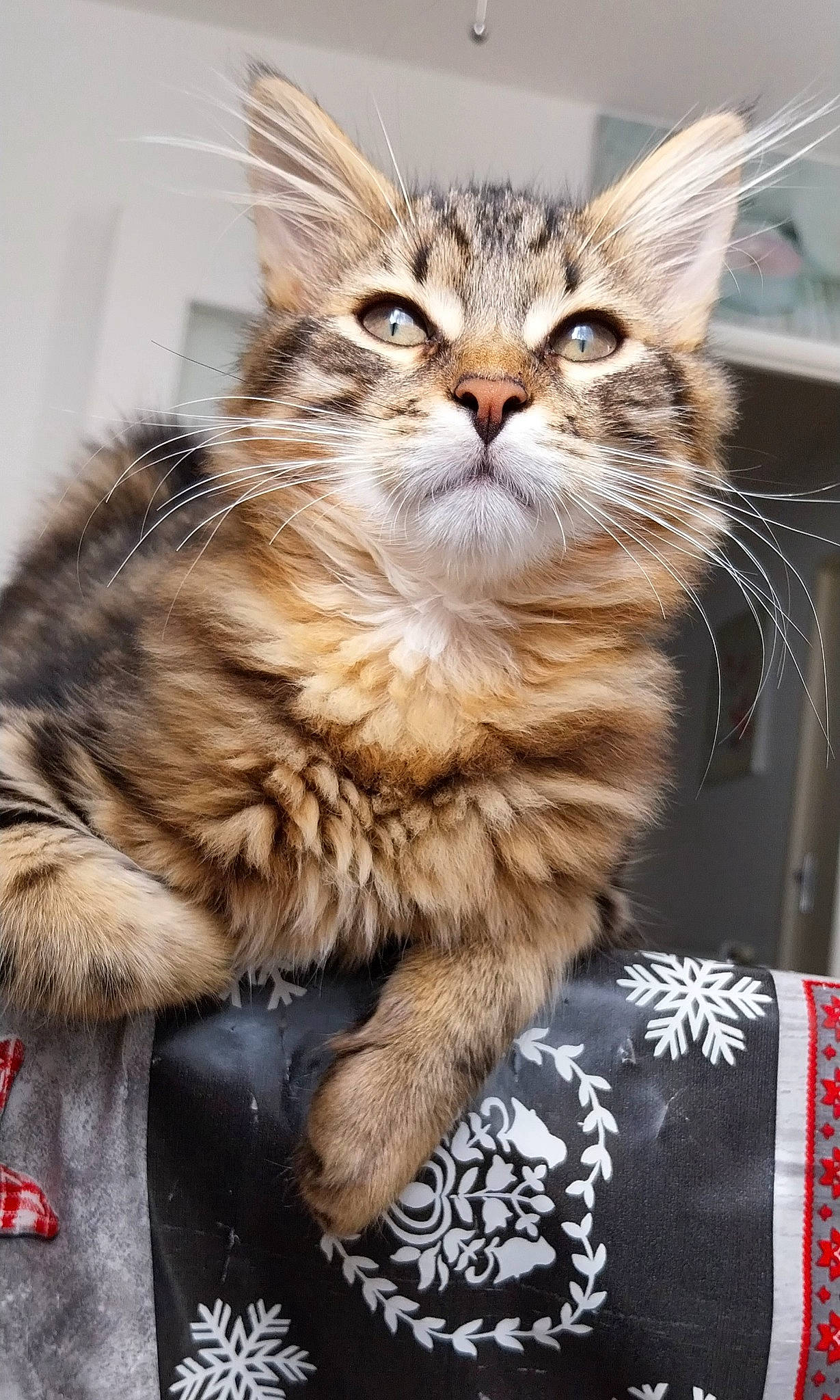 Tokyo a rejoint le concours — aidez-le/la à gagner de superbes lots ! box, carnivore, cat, claw, comfort, domestic_short_haired_cat, fawn, felidae, fur, maine_coon, paw, sitting, small_to_medium_sized_cats, snout, whiskers