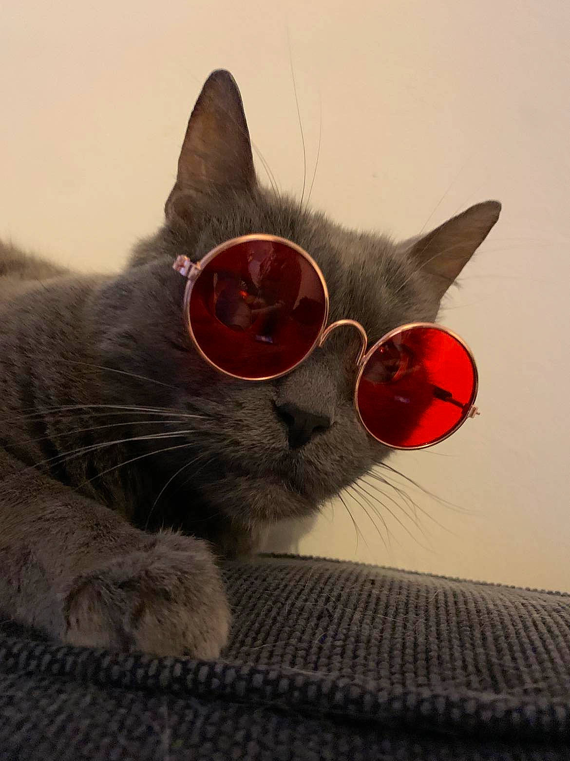 Fidjy participe au concours pour gagner de l'argent avec cette photo : art, black_cat, carmine, carnivore, cat, cat_supply, chartreux, claw, collar, comfort, domestic_short_haired_cat, felidae, fur, grey, paw, small_to_medium_sized_cats, snout, tail, whiskers