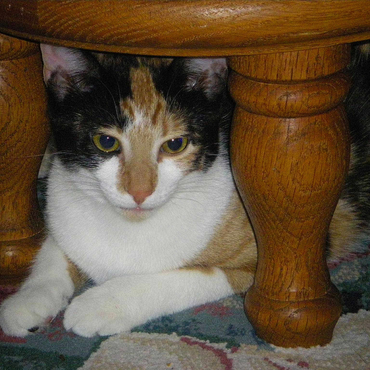 Gracie
